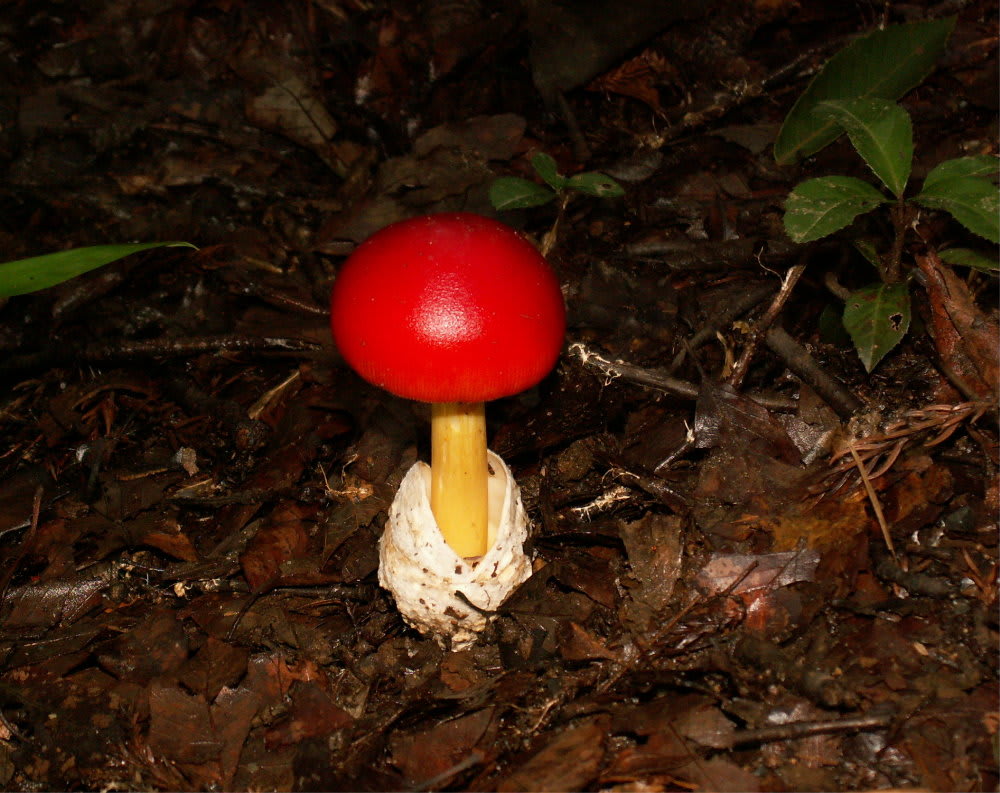 赤く可愛いタマゴダケ 花の公園 俳句 ｉｎｇ