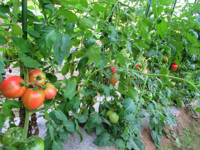 トマト連続摘芯栽培は第８花房が開花し 収穫は最盛に 里山悠々録