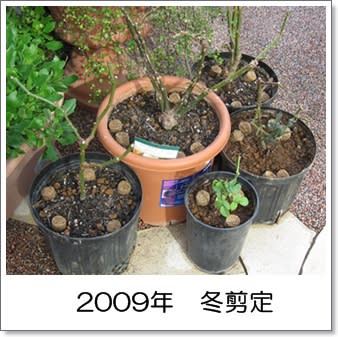 鉢が汚いのは見ない方向で… 鉢が汚いのは見ない方向で…