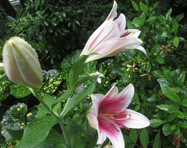 美しいユリの花が咲く 我が家の花 花 花 美しいユリの花が咲く 我が家の花 花 花