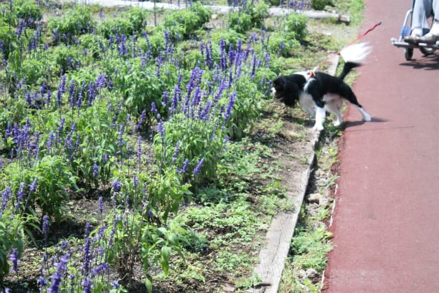 たんばらラベンダーパークのオマケ 犬 うさぎ学園 多趣味部