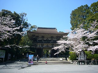 三井寺の桜の写真