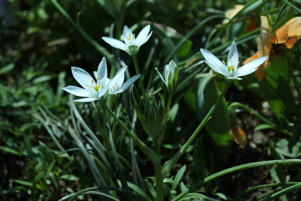 オオアマナの花 - atakaの趣味悠久