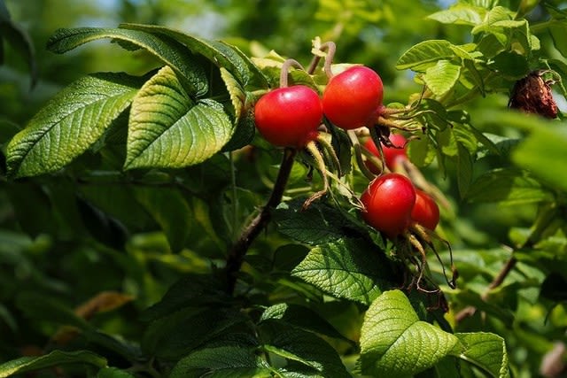 ユニバやで ハンザというバラの花と果実 さくら