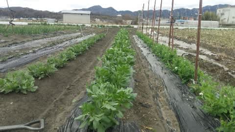 暑さ寒さも彼岸まで 河内国喜志村覚え書き帖