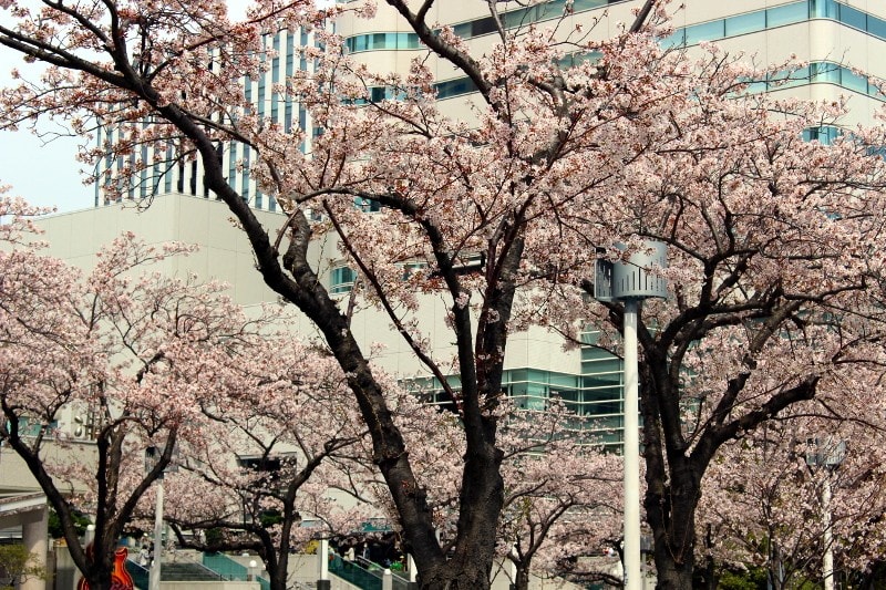 みなとみらいさくら通りの桜