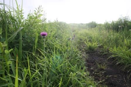 あざみ野へ続く道 花酒と旅の空 35 森の空想ブログ あざみ野へ続く道 花酒と旅の空 35 森の空想ブログ