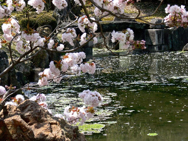 二の丸庭園の池にかかる八重桜