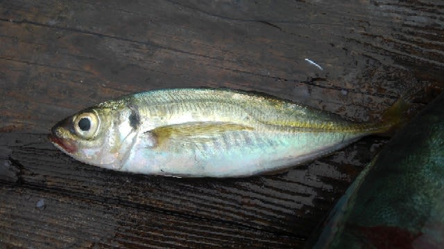 秋の海上釣り堀 お前だけには負けたくない Part2 釣り界の最下級釣り師 釣りをさせて頂きありがとうございます