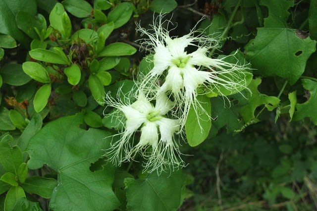 キカラスウリ 夜咲く花 里山の野草と花木 宮城県北トレッキング