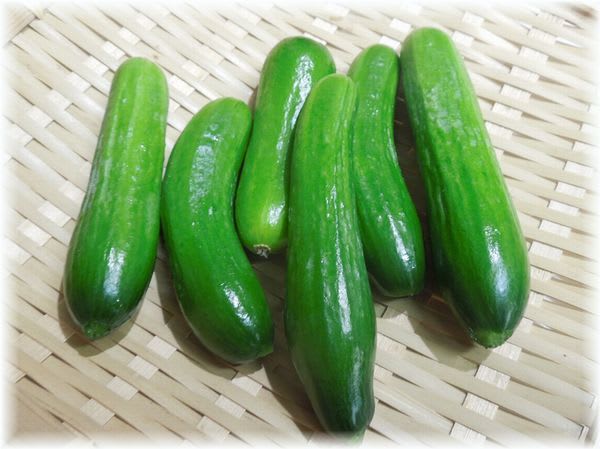 採れたて