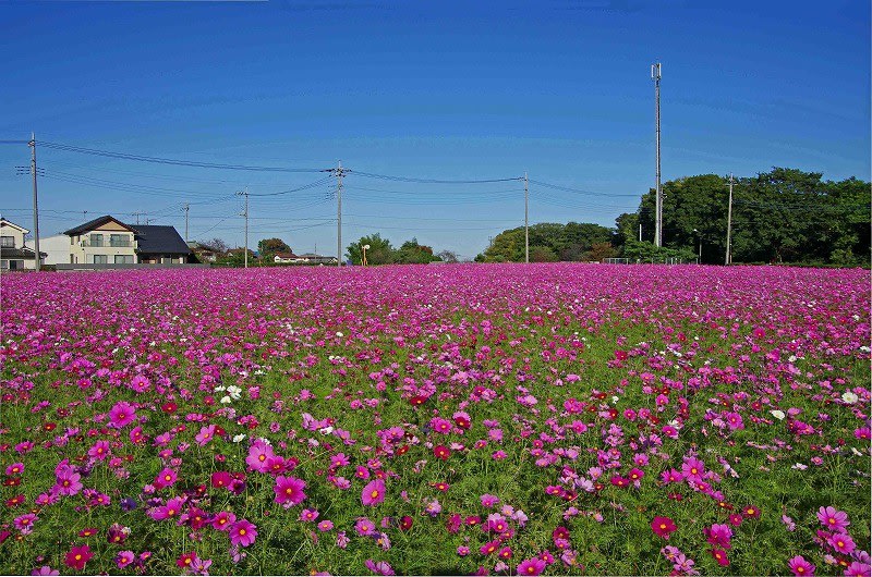 コスモス畑・・・埼玉県三芳町こぶしの里周辺 めいすいの写真日記 コスモス畑・・・埼玉県三芳町こぶしの里周辺 めいすいの写真日記