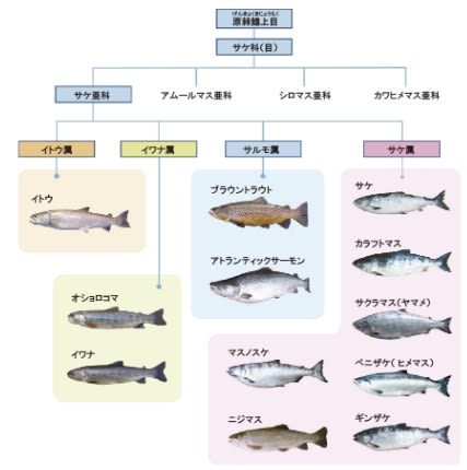 鮭と鱒 Bon 蓼科浪漫倶楽部