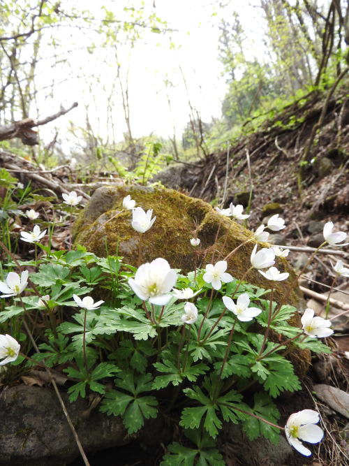 高ボッチ高原・鉢伏山で最近咲いている花　ニリンソウ（二輪草）