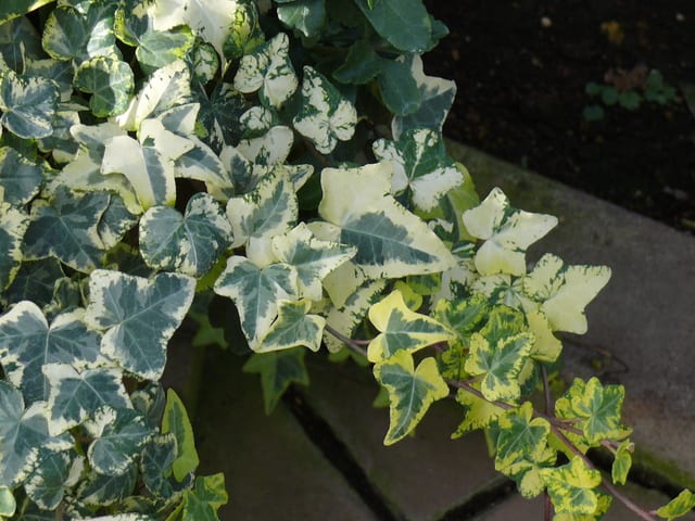 世界の椿館 碁石 の観葉植物 ヘデラ ヘリックス 年11月27日 金 Peaの植物図鑑