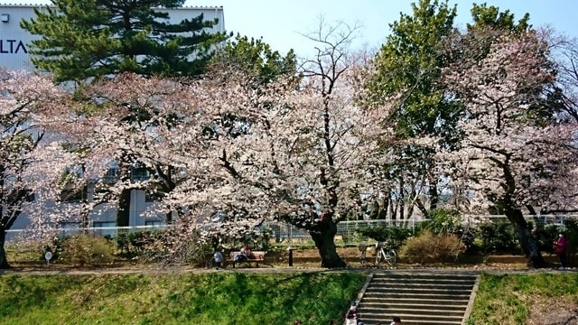 豊川佐名川桜②.JPG