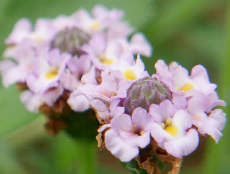 足元の小花たちと山紫陽花の色変わり 旅するガーデナー