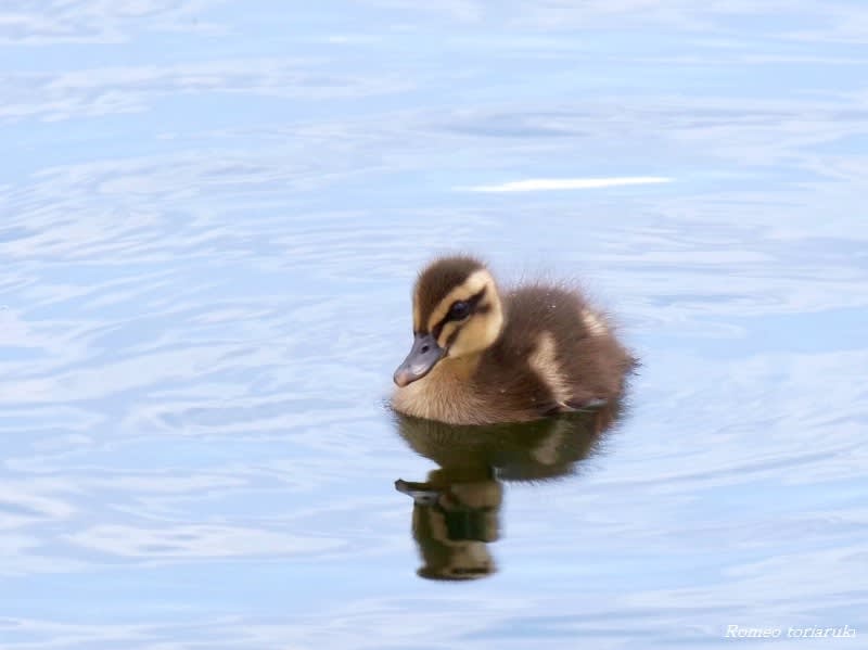 もふもふのヒナ カルガモの親子 気楽にとり 鳥 撮り 歩き