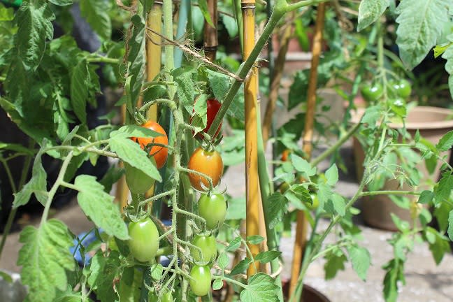 鉢植えミニトマト ライフスタイル自由人