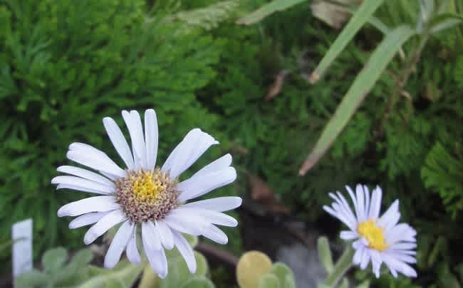 フイリダルマギク クサヤツデ 希望 福寿草 フクジュソウ キンボウゲ科 フクジュソウ属 1月1日の誕生日花 花言葉 希望 フイリダルマギク クサヤツデ 希望 福寿草 フクジュソウ キンボウゲ科 フクジュソウ属 1月1日の誕生日花 花言葉 希望