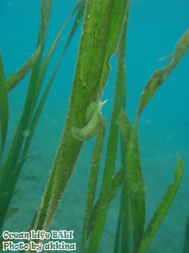 ウミショウブ　バリ島