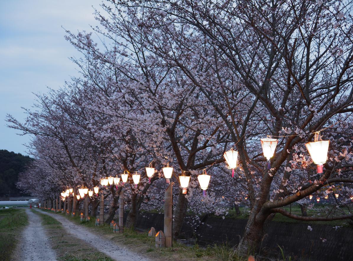 琴海花まつり 長崎市琴海 戸根川沿いの桜並木 日常