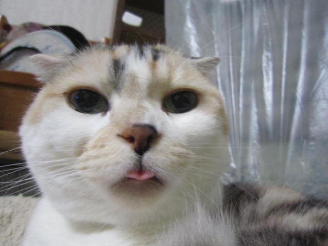 あれ アホ面 猫と旅と花々 あれ アホ面 猫と旅と花々