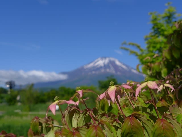 ヤマボウシ