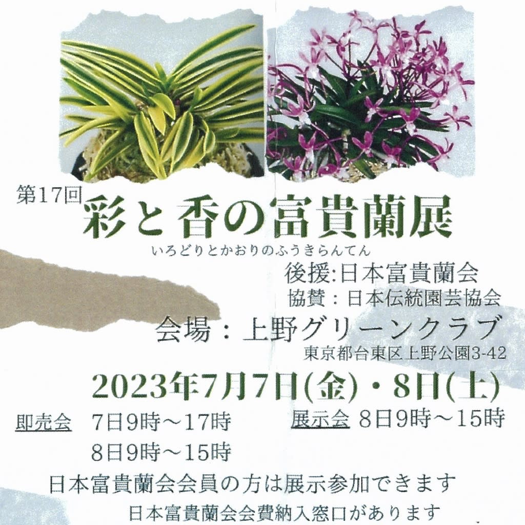 ７月７日と８日に富貴蘭 花の祭典 - 純風満蘭 富貴蘭・風蘭ブログ 着生蘭よもやま話