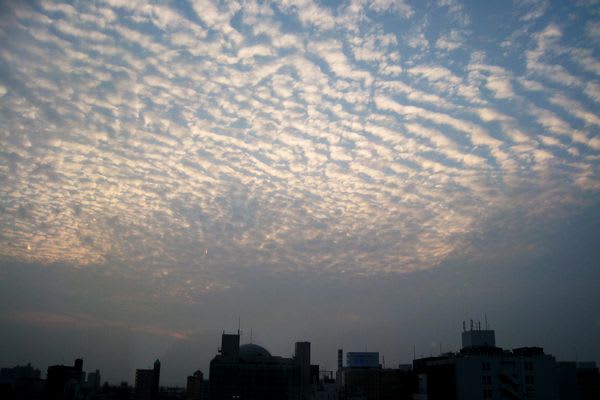 これはいわし雲というのかな？