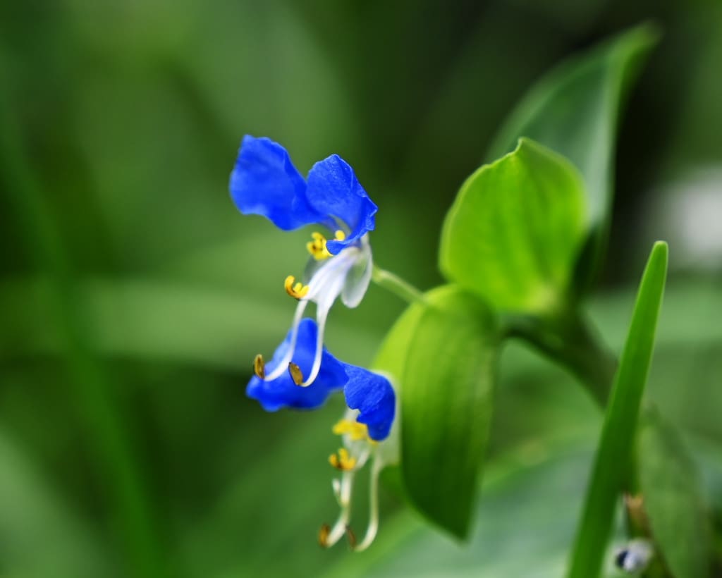 蛍草 つゆくさ Takezoのつれづれ シニアコムブログ