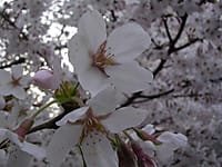 桜の花