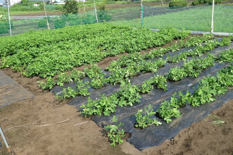 落花生はぐんぐん生長 マルチを外しています 畑 畑 畑 ２