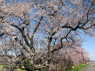 桜の里にて