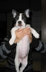 フレンチブルドッグ犬 チョッパー トンちゃんの雑記帳 フレンチブルドッグ犬 チョッパー トンちゃんの雑記帳