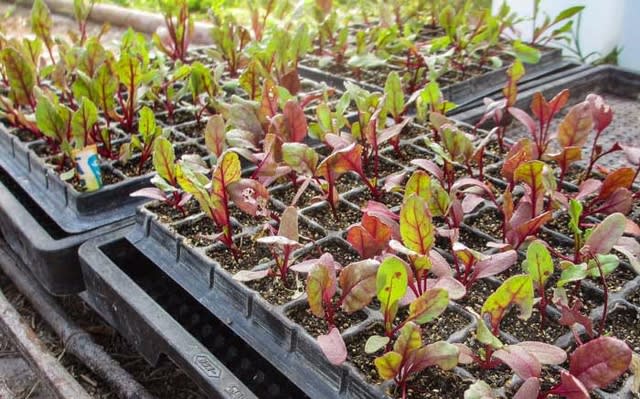 ビーツ苗の植え付け 今日しかない 菜園 穏風 無農薬 無化学肥料 不耕起栽培で野菜作りに挑戦