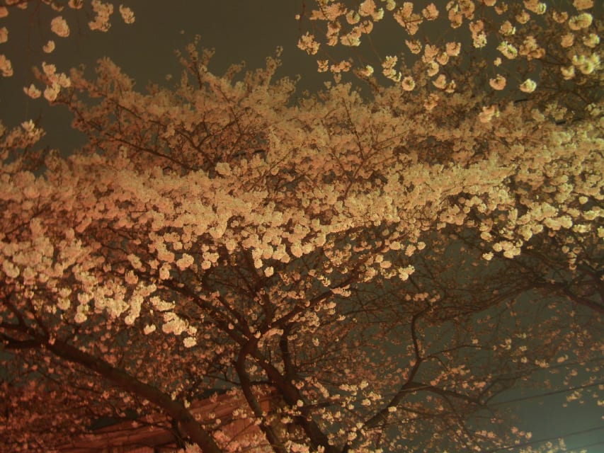 夜桜－１
