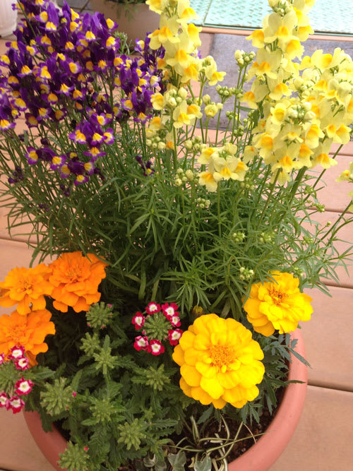 リナリアとマリーゴールドの寄せ植え 我が家の花壇
