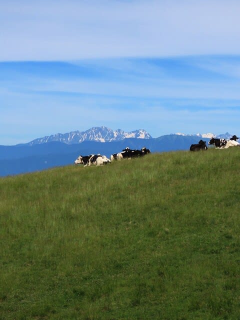 放牧されている牛達と穂高連峰