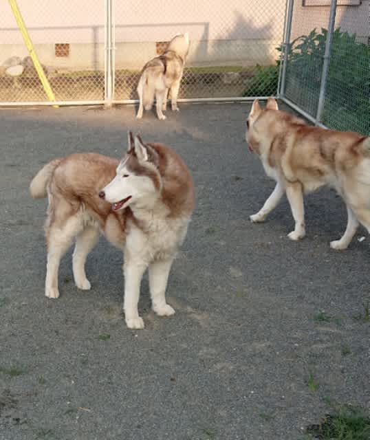 動かないワンコたち ハスキーズカフェ