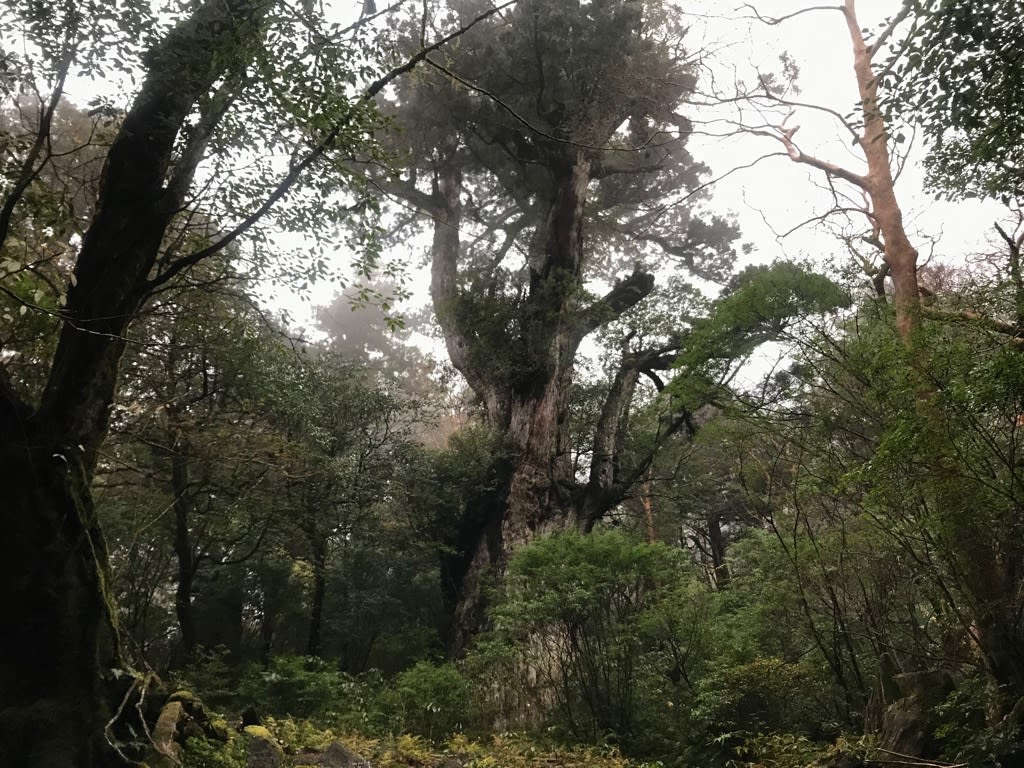 縄文杉 屋久島の大自然で遊ぶ 癒される