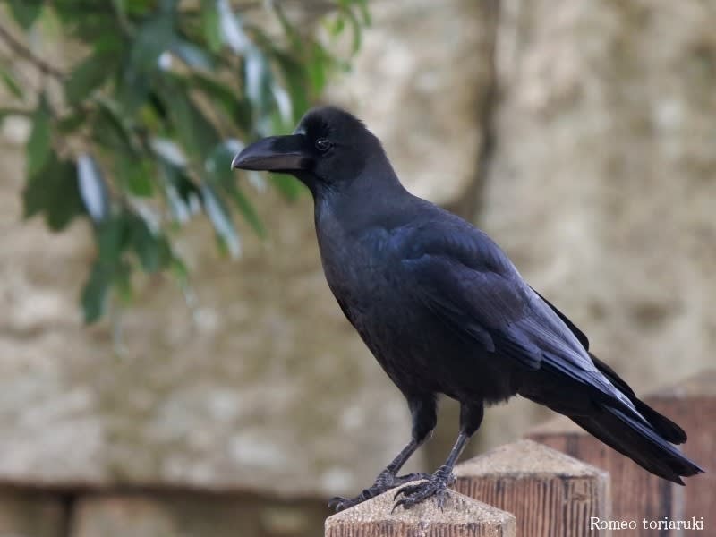 カラスの仲間 のブログ記事一覧 気楽にとり 鳥 撮り 歩き カラスの仲間 のブログ記事一覧 気楽にとり 鳥 撮り 歩き