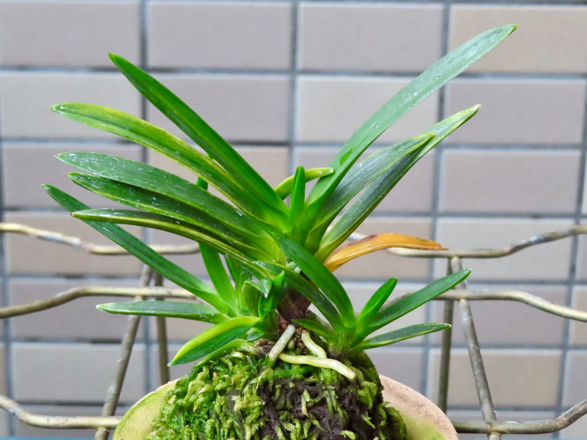 富貴蘭　黒牡丹縞　源平柄　1条2子付き　子にも縞あり 黒牡丹縞№1（黒-④） | 富貴蘭の楽しみ方