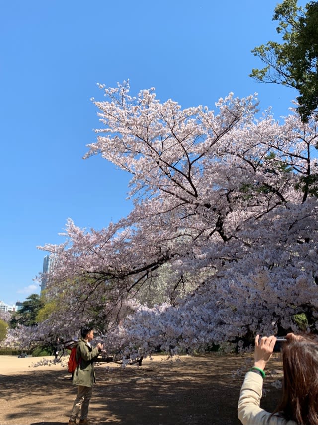 東京お花見散策 あーさん徒然日記 東京お花見散策 あーさん徒然日記