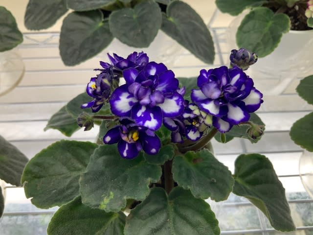 African violet (Saintpaulia)セントポーリア」のブログ記事一覧-Let's growing!