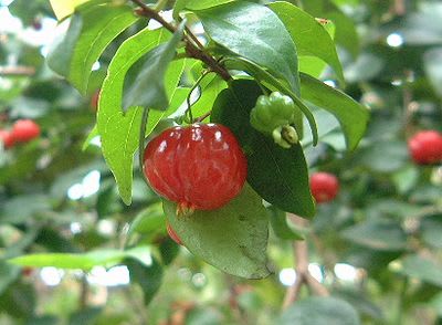 ピタンガ（品種：ラバー）を接木しました - 熱帯果樹写真館ブログ