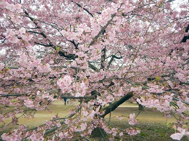 代々木公園の河津桜が満開 ランシモ