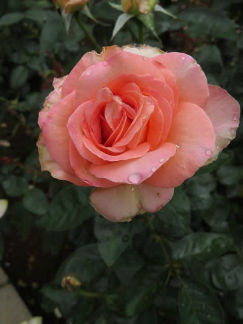 メイヤン家の作出になるサーモンピンクのバラ シルバ 春薔薇シリーズ 012 野の花 庭の花 メイヤン家の作出になるサーモンピンクのバラ シルバ 春薔薇シリーズ 012 野の花 庭の花