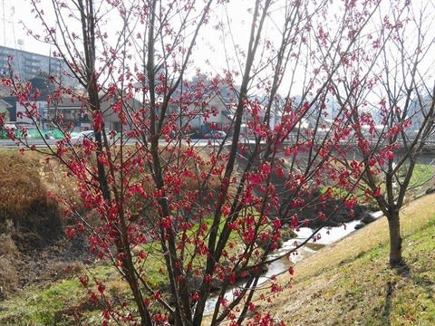 緋寒桜と彼岸桜 四季折々 緋寒桜と彼岸桜 四季折々