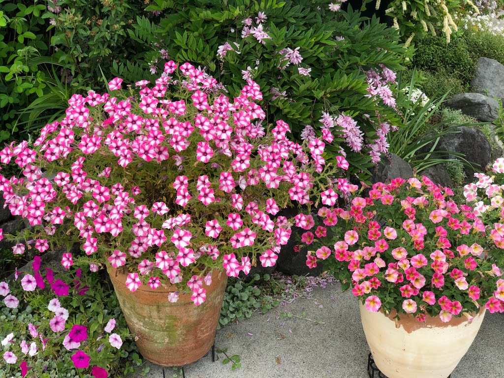 ペチュニアの切り戻し リネンマスクづくり 雑木と宿根草とクレマチスの小さな庭づくり ペチュニアの切り戻し リネンマスクづくり 雑木と宿根草とクレマチスの小さな庭づくり